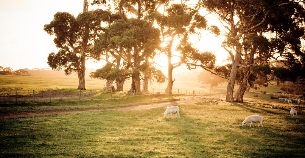 Kangaroo Island Visit, Stay & Explore